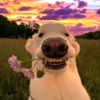 chilldog39