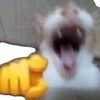 imjusacat