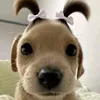 hoi.nam.v65