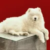 Sonny Samoyed