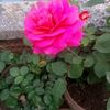 gizlisevda..16