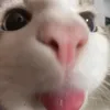 voieu_cuaanh0