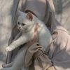 chaa_chaa072