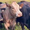 55farmriffics
