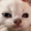 jiu_mimingz