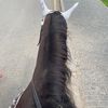 horses_mira
