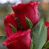 iqra.naz674