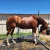that_golden_hair_equine