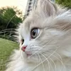 aya317337