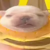 omoribom