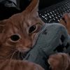 dedmooctmkj