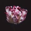 seduction_astrology
