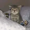 loihihi11