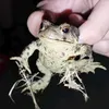just.chill.frog27
