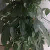 short.play.cut1