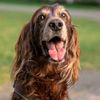 Doggy Fun Moments