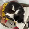 yapping_cat2