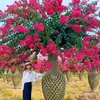 Đông Bonsai