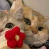 sayar_van747