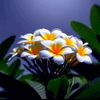 pyae.phyo.thwe781