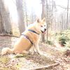 gheorghe.dija