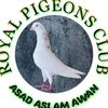 asadawanpigeons