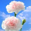 .maisa.akther6