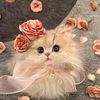 user5420111988695