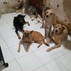 Sayang Anabul dihati🐕😭