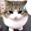 jfjejshwbs