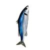 spiningfish