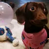 poppy_pearl_doxie_gurl