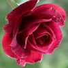 samaa_99912