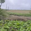 tomyendle