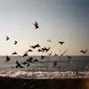 hjk_lopn