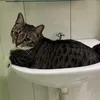 Marcos - O gato