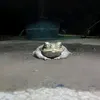 frog1.5