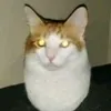 tiktokerganhat
