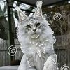 neocat2000