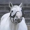 cedilloantar