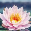rosebud025
