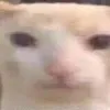 thngtch8