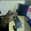 capivara8021