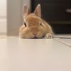 bunnylover_3
