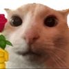 simpleeditz37