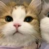 adel_5275