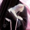 aicha_mth33