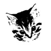 кот@