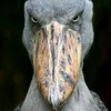 scary.bird1