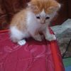 kardi_0101